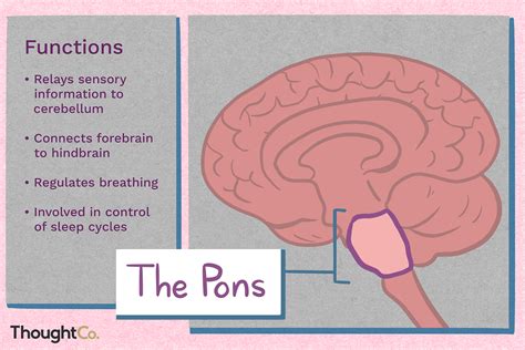 was ist pons|Pons – Wikipedia